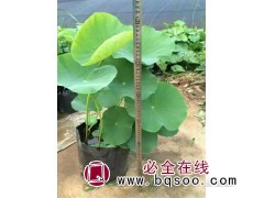 水生植物荷花苗价格 荷花批发 青州荷花苗 先科花卉荷花苗基地图1