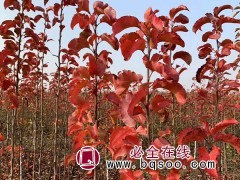 冀州彩叶豆梨 河北彩叶豆梨苗 彩叶豆梨基地 绿泽家庭农场图1