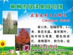 豆梨克利夫兰苗图1
