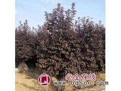 紫叶稠李 紫叶稠李小苗优美 嫁接紫叶李 华城盛业紫叶稠李苗图1