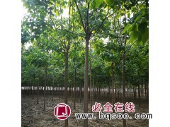楸树基地直销,7公分楸树,楸树,7公分楸树批发价格 向杰农业图1