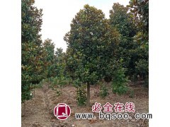 优质广玉兰树 广玉兰基地 山东玉兰基地 招远金海绿色产业基地图1