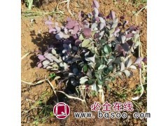 专业种植基地供红花继木 红花继木苗 红花檵木苗 沙洋永丽苗木图1