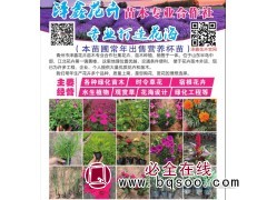 专业供应各种宿根花卉苗 专业打造花海景观 泽鑫花卉苗木合作社图1