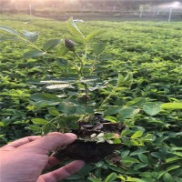 四季玫瑰花苗