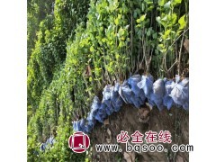 东北丁香苗 红丁香苗圃出售 鸿发种苗发育基地 出售红丁香种苗图1