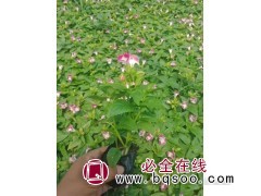 花园夏瑾小苗种植批发 紫色系夏瑾价格 夏瑾花 红艳艳花卉苗木图1
