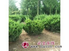 龙柏球 80公分龙柏球 偃师龙柏苗 龙柏球供应 洛阳鸿福园林图1