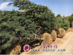 1.5-3米白皮松一级苗12000余株供应 森木白皮松苗圃图1