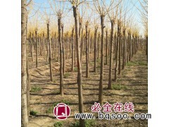 12公分金枝槐 金枝槐基地报价 山东金枝槐基地 宝芸苗木图1