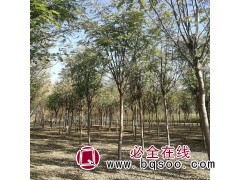 处理7-12公分精品香花槐 陕西香花槐批发行情 欣宝枫园林图1