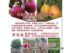 杜梨苗120万株两年苗现货供应 天津群联建合作社 杜梨苗基地图1