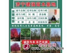 建强苗木基地自产自销供应速生法桐 造型法桐 老式法桐苗基地图1