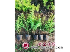 金叶水腊苗批发 生长快的金叶水蜡,高度冠幅好 洛阳浩林苗圃图1