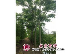 供应工程绿化栾树 成活率高 东台东霞苗木 耐旱易活栾树价格图1