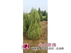 紫丁香1米，以上4分枝以上图1