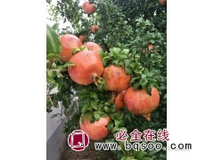 专业供应石榴树大小苗，沾化石榴树苗现货供应图1
