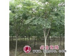 江苏光叶榉报价 10公分光叶榉 光叶榉基地 三叶园林专供榉树图1