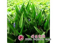 青州梭鱼草 山东梭鱼草培育 梭鱼草供应 泽鑫花卉梭鱼草小苗图1