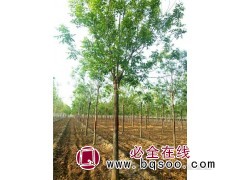 白蜡截头树图1