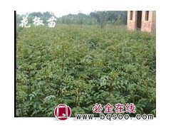 大红袍花椒苗  花椒苗价格 花椒苗基地图1
