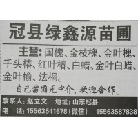 供应国槐、金枝国槐，金叶槐精品苗 冠县苗木基地 聊城苗木网