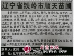 大量供应丛生蒙古栎小苗 蒙古栎小苗 辽宁苗木网 新顺天苗圃图1