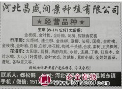 6-15公分大冠幅金枝槐、金叶槐 河北苗木网 昌盛润景苗木图1