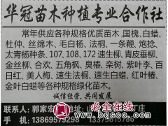 常年供应国槐、白蜡 山东苗木网 冠县华冠苗木基地 白蜡基地图1
