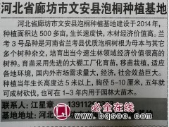 常年供应泡桐苗 精品泡桐树 廊坊泡桐种植基地 河北苗木网图1