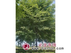 供应12-15公分榉树精品苗 东台榉树基地 东台东霞苗木基地图1