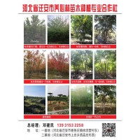 丛生蒙古栎高5-6米，3分枝以上现货供应 河北养心林苗木基地