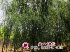 垂柳