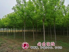金叶白蜡