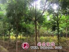 栾树