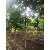 栾树8-11公分3000棵成品苗 保定品胜园林绿化 栾树基地