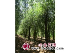 嫁接垂柳、嫁接金丝柳图2