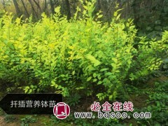 金叶榆/金叶榆球图1