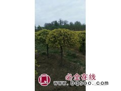 金叶榆/金叶榆球图3