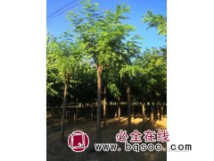 河北省保定绿源苗圃—河北苗木,河北大乔木,河北苗木基地图1