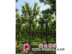 河北省保定绿源苗圃—河北苗木,河北大乔木,河北苗木基地图2