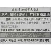 长年大量供应:龙柏、蜀桧(塔柏)、红叶石楠种苗 安徽苗木网