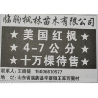美国红枫4-7公分十万棵待售 山东美国红枫 山东苗木网
