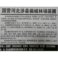 实生核桃苗、优种核桃苗 河北苗木网 涉县偏城林场苗圃供核桃苗