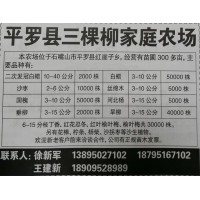 二次发冠白蜡10-40公分2000株 白蜡基地 宁夏白蜡苗