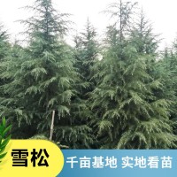 雪松-2-8米雪松价格-雪松基地批发 南京万荣园林雪松基地