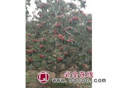 绿化15公分山楂树一棵出售 可发货 临沂茂兴园林 山楂树苗图1