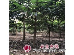 14公分枇杷树 山枇杷 厂家直销 东台景越苗圃销售枇杷树图1