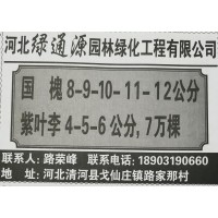 河北苗木网 河北绿通源园林专供国槐 紫叶李苗 清河苗木基地