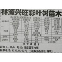 主要经营黄金枫系列，辽宁黄金枫基地 清原林源兴旺彩叶树苗基地